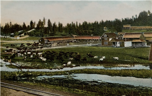 Dairy cows graze in a green field at the edge of a stream. In the background there are farm buildings and evergreen trees. In the foreground there are railroad tracks. 