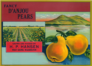 Label reading "Fancy D'Anjou Pears" with overlapping color illustrations of an orchard field, mountains rising above the water, and in front two pears on a branch