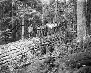 Group of fourteen lumber workers sitting and standing on a felled log roughly as tall as two of the men