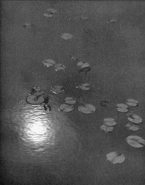 A series of lily pads on moonlit water