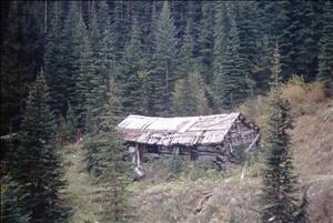 A dilapidated wooden cabin in a nestled in an evergreen forest. 