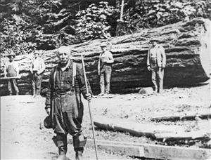 A man in suspenders holding a stick stands in front of four men who are in front of a very large fallen log