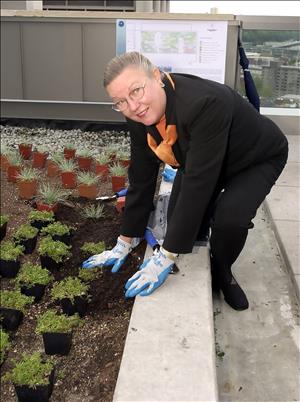 A woman wearing gardening gloves bends over a garden bed full of small shrubs in pots. 