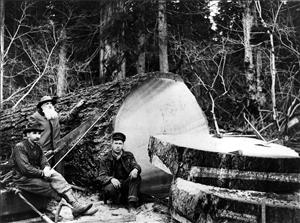 An enormous log lies on the forest floor. An elderly man with a large white beard holds a saw that is partially inside the log. Sawed off sections of the log lay on the ground. Two other men sit beside the log in turn of the century lumber worker clothes and boots. The image is black and white. 