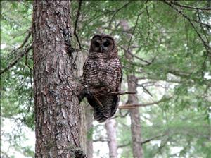 An owl with a brown and white speckled chest and large eyes sits on a branch in an evergreen forest