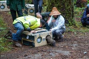 Three people crouch next to a wooden box from which a fisher, an animal in the weasel family, crawls out. One of the people is wearing a Coast Salish cedar hat