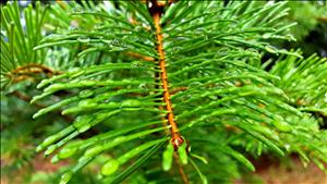 Bright green tree needles along a thin brown stem covered in dew. 