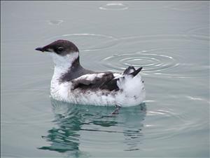 A small black and white seabird floating on calm waters. 