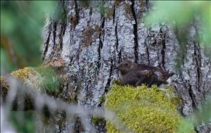 A brown and white bird sits in a nest of moss on the branch of a tree with thick bark. 