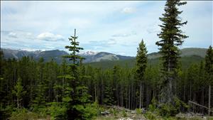 Tall and dense forest of evergreens into the distance. Snow capped peaks in the background. 