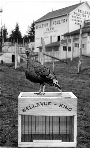 Black and white photo of turkey standing atop a cage in a muddy yard with a large barn in background with a sign reading Bellevue Poultry Farm painted on its side