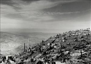 Rolling hillsides to the horizon all covered in tree stumps. Not one tree standing. 