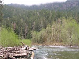 A river runs through a forest at the base of a hill. The trees become a lighter shade of green the closer to the river they are. The top of the hill is hidden in clouds. In the foreground a pile of dead logs is pushed up against the shoreline. 