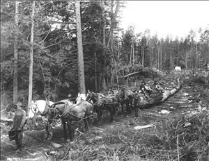 Three rows of horses in pairs are harnessed to logs in a clearing in the forest. A man stands in front of the horses and others stand on the logs behind them. 