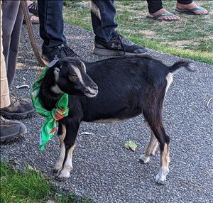 A black and white goat wearing a green bandana around its neck stands on a stone path next to some sneakered feet