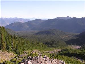Rolling hills covered in evergreen trees. 