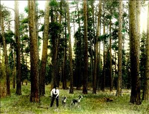 A man holding a gun with his two dogs in a spacious forest. 