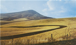 A gold colored field with a dark path cut through it that winds towards a hillside against a blue sky. 
