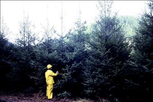 A person in a yellow rain hat, rain pants, and raincoat faces a stand of young trees. Color image. 