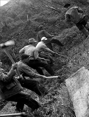 A row of men swinging pickaxes into a steep and grassy hillside. Black and white image.