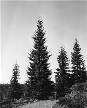 Evergreen trees along a dirt road. One of them is much taller than the rest. In a person in a hard hat stands at the base of the tree staring up. Image is black and white. 