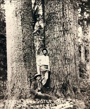 Two men, one sitting and one standing, between two large trees that are very close together. 