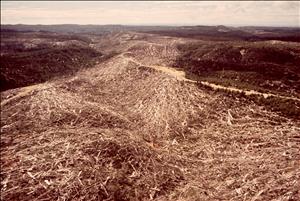 As far as the eye can see, hillsides covered in fallen logs and forest debris. 