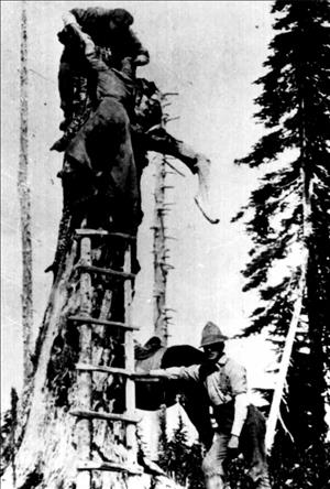A person helps another person climb up a tree snag using a rough wooden ladder. Another person stands on the ground holding the ladder. 