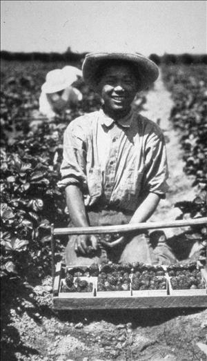 Young adult smiling in a brimmed hat, kneeling in berry fields in front of a wooden produce carrier