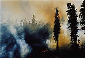 Light shining through trees and smoke during a forest fire