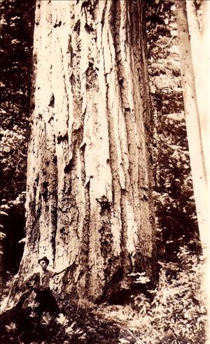 Man leaning against the base of a very tall tree. 