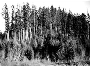 A stand of small trees dwarfed by a stand of tall trees behind them. 