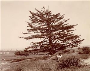 An adult and a child lay on the grass beneath a large conifer. Behind them is a long sandy ocean beach. Image is sepia. 