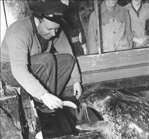 Haglund inside the aquarium feeding a small fish to a seal, wearing denim and a cardigan as children look on behind glass