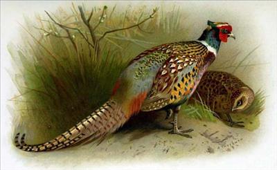 Ring-necked pheasant