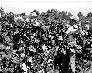 Two people working a large patch of grape vines. 