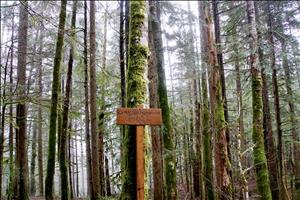 A wooden trail sign with trail names etched into it stands in the middle of tall, moss covered trees. 