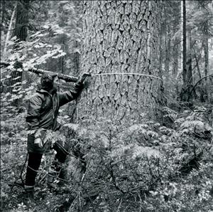 A woman holds a measuring tape around a large tree trunk in the forest. Image is black and white. 